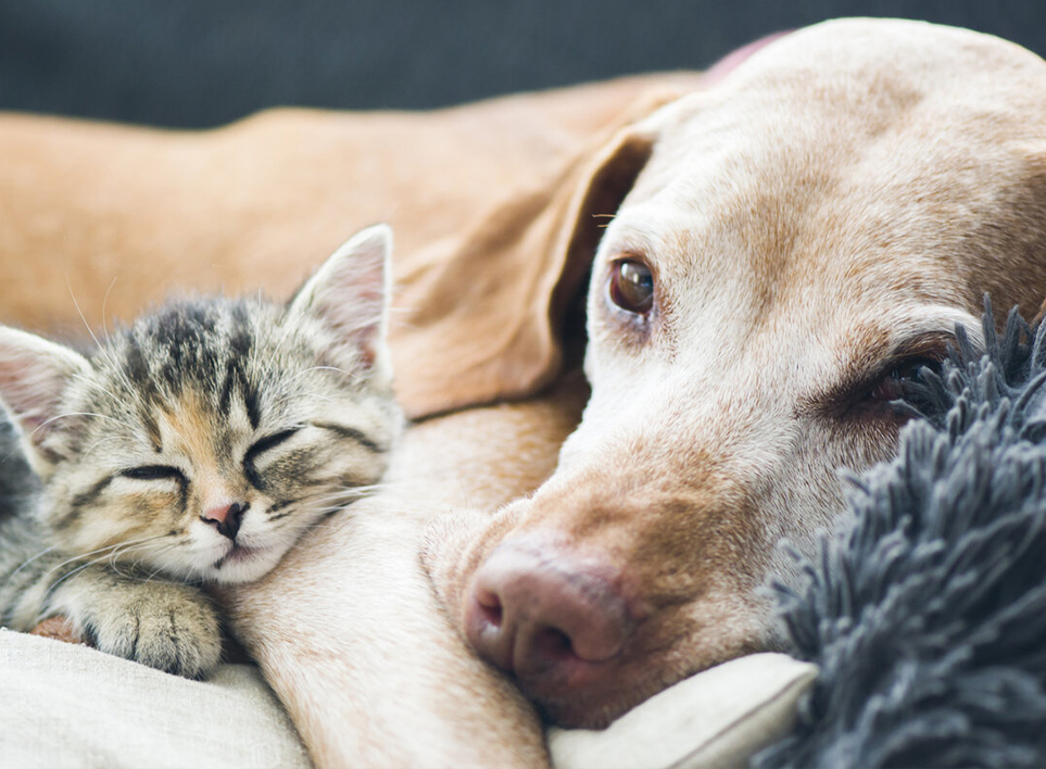 Pet Home（Haian）Co.、Ltd